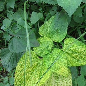 1021019野溪溫泉_紫花藿香薊葉子.jpg