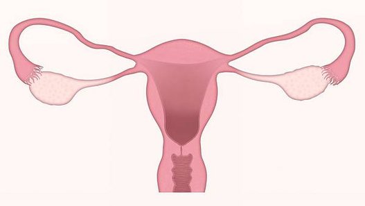 uterus-3777765_1920.jpg