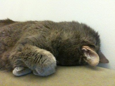 Tiny 9.JPG