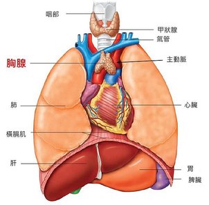 thymus-location.jpg