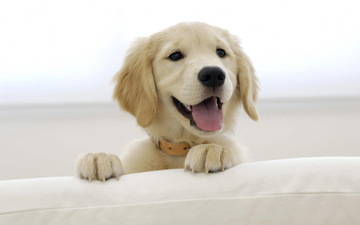 Anonymous Company | Can you create the yummy and satisfying snack for dogs?  | MindSumo