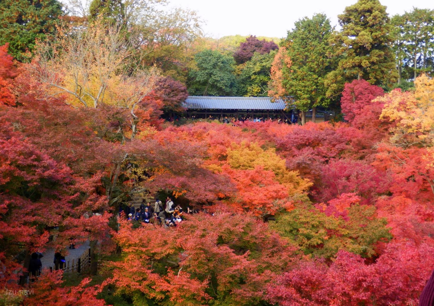 楓紅有馬溫泉.典藏奈良吉野.禪韻京都.MIHO米其林.紅葉古都巡禮.溫泉 ...