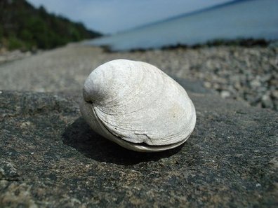 clam-jj-001.jpg