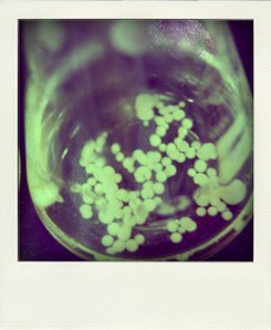 DSC_0750 (3)-pola.jpg