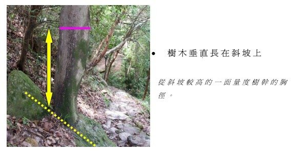 湖口大園山陣地，發現百年老樹群-木麻黃，拯救老樹-請縣政府固