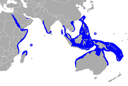 Dugong-range