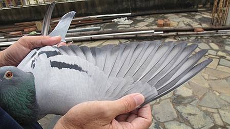 中泰657號