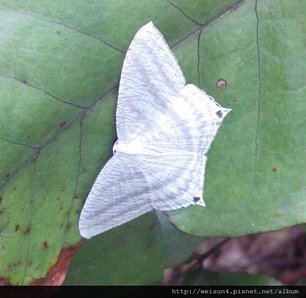 昆蟲綱_鱗翅目_燕蛾科_一點燕蛾_北縣-金山_20160925 (陳伯任攝).JPG