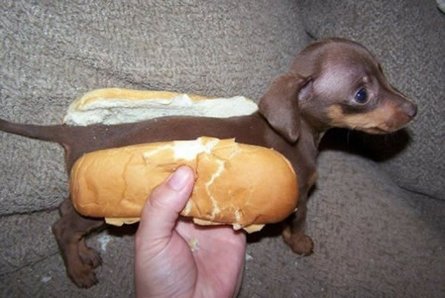 84%20Weiner%20Dog.jpg