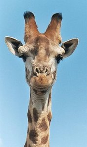 230px-Giraffe-closeup-head.jpg