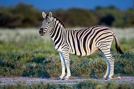 640px-Equus_quagga_burchellii_-_Etosha_2014.jpg