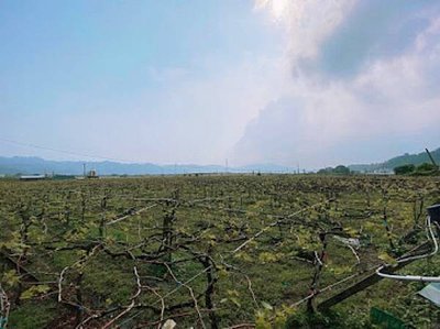 苗栗 水果王國 卓蘭鎮景點 奉天宮 苗栗景點 採果 農場 葡萄金剛 柑橘金剛 楊桃金剛 水梨金剛