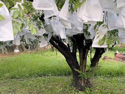 苗栗 水果王國 卓蘭鎮景點 奉天宮 苗栗景點 採果 農場 葡萄金剛 柑橘金剛 楊桃金剛 水梨金剛