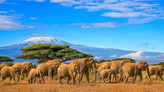 kenia-safarireisen-elefanten-1.jpg