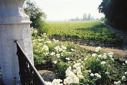01 Concha y Toro葡萄園.jpg