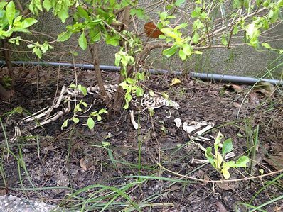 106APPLE_IMG_6138