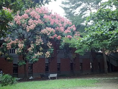 戲館櫟樹.jpg