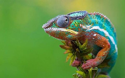 chameleon.jpg