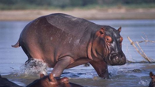 hippo-sunscreen.jpg