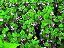 Ground Ivy.jpg