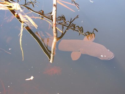 IMG_3964.jpg