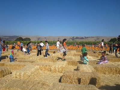 Spina Farms Pumpkin Patch (8)