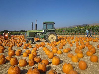 Spina Farms Pumpkin Patch (14)