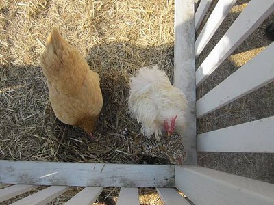 Spina Farms Pumpkin Patch (36)