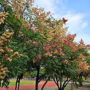 台灣欒樹-10月景色