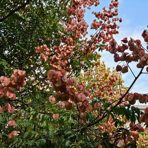 台灣欒樹磚紅色蒴果