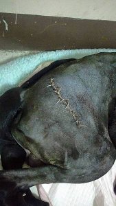 【狗狗犬髖關節發育不全症】Uni開刀日記