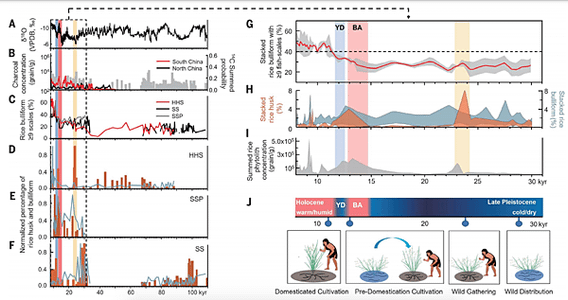 稻米野生到馴化，長江下游演變史