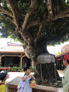 龍山寺中老榕樹