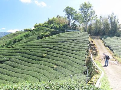 茶園綠波裡的秋色