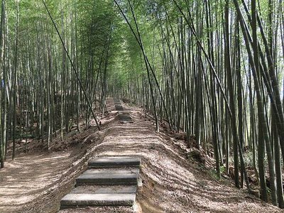 草嶺憶遊系列（三）走在石壁森林療癒基地