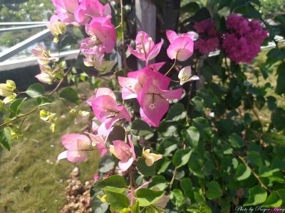 batch_IMG_20210314_145938