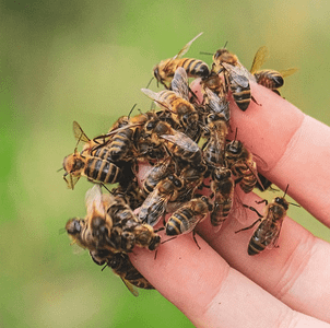 (草稿中) 馥癒｜英國凱特王妃御用保養成分「蜂毒、蜂蠟」—溫
