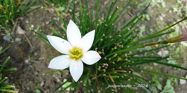 【書籍】有花就有神：通靈花藝師帶你用花與神相遇