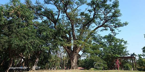 【台南北區】台南(臺南)公園，老樹與稀有樹種的聚集地|火車站