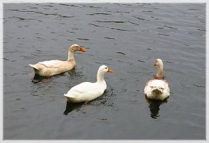 交大竹湖_044.JPG