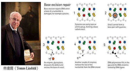 2015諾貝爾化學獎 林達爾