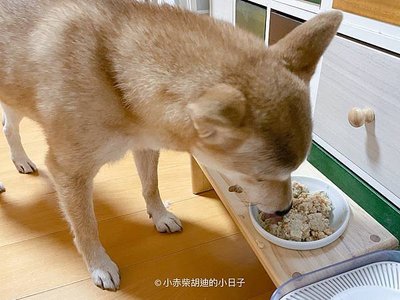 cltpetfood shibawoody-4