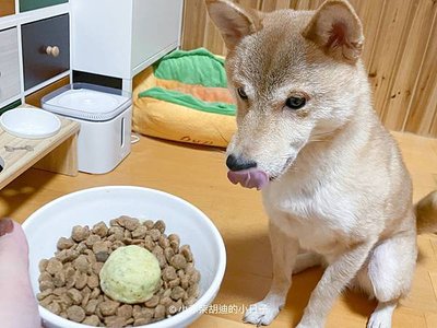 cltpetfood shibawoody-2 2