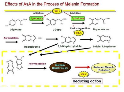 維生素C影響黑色素的形成