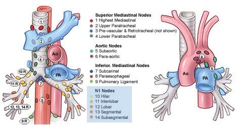 lungs-lymph-nodes.jpg