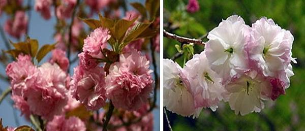 花現茨城  櫻川  磯部稻村神社  日立櫻花祭  龍崎般若院