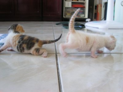 20090723-早上爬爬-04.JPG