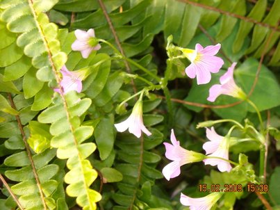 DSCN4468.JPG
