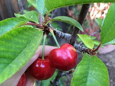 Mother&apos;s Day Gift &amp; Cherry Picking at Backyard (4).jpg