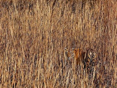 tiger-india-kadur_69227_990x742.jpg